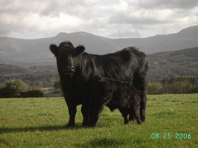 Tyddyn Perthi Farm Villa Llanberis Eksteriør bilde